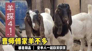 羊探41  曹师傅养殖波尔山羊不多，却是个个精品，一起欣赏欣赏