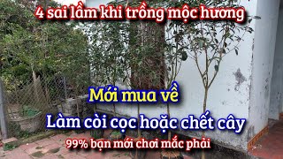 4 sai lầm khi trồng cấy mộc hương dãn đến cây bị chết hoặc còi cọc