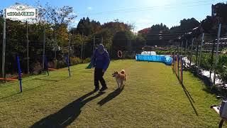 【いわき市プライベートドッグラン】個別トレーニングの様子★柴犬