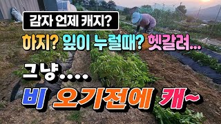 [텃밭일꾼 16] 감자캐기🥔감자캐는 시기 [SIUL Ep16, Digging potatoes]