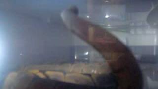 Spider ball python raving it