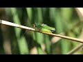 male black legged meadow katydid stridulating