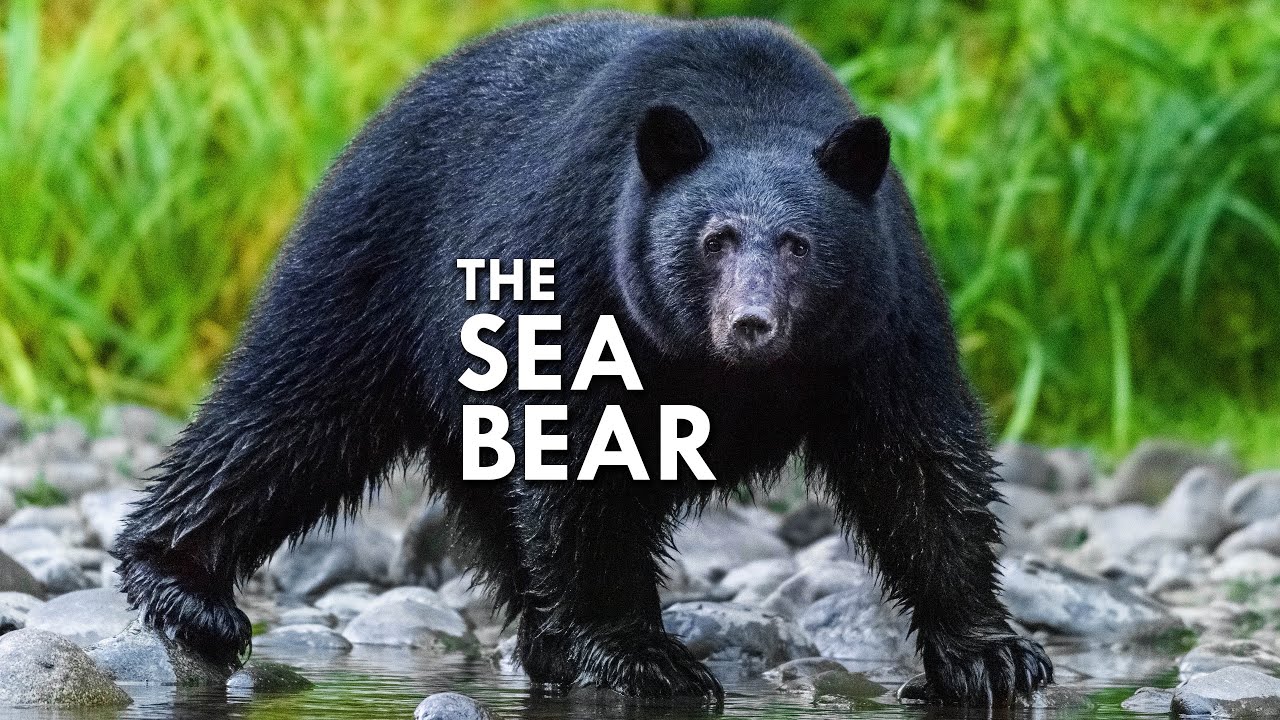 Coastal Black Bear: The Original Sea Bear - YouTube