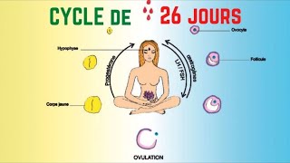 Calcul Du Cycle Menstruel De 26 Jours