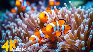 Aquarium 4K VIDEO (ULTRA HD) 🐠 Beautiful Coral Reef Fish - Relaxing Sleep Meditation Music #113