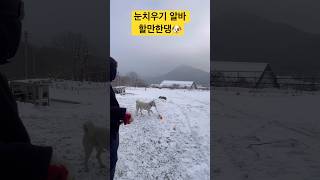 눈치우기 알바 할만한댕🐶 #영월해리네 #눈오는날 #강아지일상 #진도개