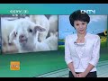 美丽中国乡村行 生活567 美丽中国乡村行走进南通 海门斗羊之旅 20130123