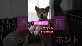 秋田犬貴重なパピー期の様子