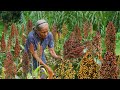 高粱怎麼做好吃？阿婆做3種口味，孫女吃了還打包Grandma uses sorghum to make 3 kinds of delicious food｜#food  ｜ 广西 美食 ｜玉林阿婆