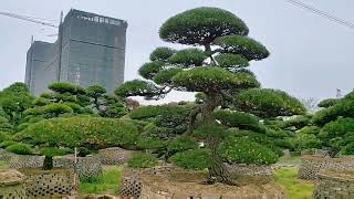 进口黑松，#bonsaitree #tree #bonsailovers #bonsaigarden #blackpine