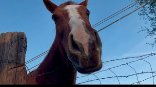 Simple Joys: Eating farm-fresh veggies and meeting horses. #happyanimals