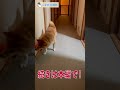 わふわふ大好きボール投げ♡ダダダと走るよ！25代目【豆助通信】＜柴犬＞japanese dog mameshiba