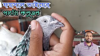 ফয়সাল ভাইয়ের সংগ্রহেে থাকা দারুন সব পাংখি কবুতর দেখুন #FarmsBangla