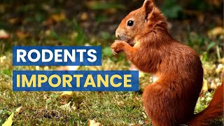 Significance of Rodents - Rats, Squirrels, Beavers