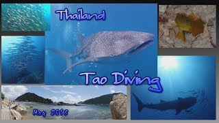 タオ島ダイビング　野生ジンベイザメ　Tao Whale Shark 【HD】