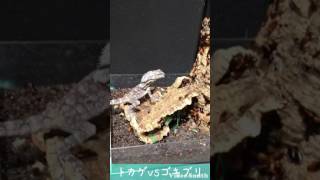 【観覧注意】トカゲvs数十匹のゴキブリ