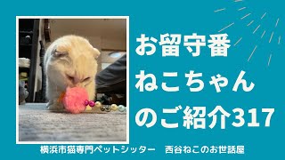 お留守番ねこちゃんのご紹介317【大切な猫のお客様】キャットシッター