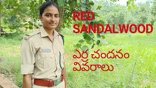 red sandalwood tree #benefits #redsandalwood #tree #forest #forestdepartment