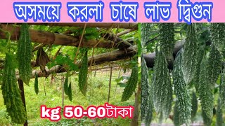 অসময় করলা চাষ করে ভাগ্য বদলায়। লাভ দ্বিগুন। karala cultivation। করলা চাষ পদ্ধতি। As Agro