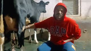 95308-01956 ,2nd milking  of hf  cow village lohakhera