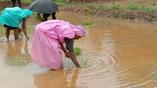 ଗାଁରେ ଧାନଚାଷ କେମିତି ??| ଆଦିବାସୀ ଜୀବିକା! | Paddy Farming System | Adivasi Life Style...