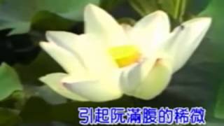 蔡秋鳳 望故鄉