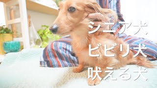 【ドッグマッサージ】耳の付け根で究極のリラックス！シニア犬・ビビリ犬・吠える犬に効果抜群のマッサージ方法