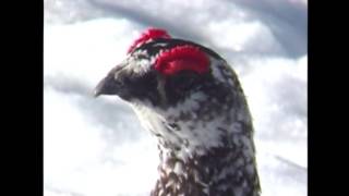 ライチョウ（1）鳴く（室堂） - Ptarmigan / Grouse - Wild Bird - 野鳥 動画図鑑