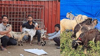 Dhamaka Quality Offer Ajj Climate Set Goats Looto Aur Shouk Karo || Sadique Bhai Mumbra Mumbai  ||