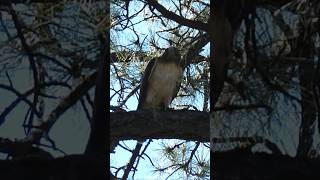 Majestic Hawk #explorearizona #wildlife #hawk  #apachesitgreaves #nature