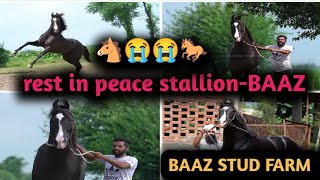 rest in peace||stallion-BAAZ(sire by-shandar)68 इंच शानदार का बच्चा||baaz stud farm punjab||