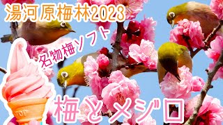 【春の野鳥撮影・湯河原梅林 梅の宴2023】梅の花の蜜を吸うメジロの大群 -White Eye-