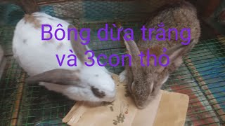 thăm vườn trên gác nhỏ.và ba con thỏ