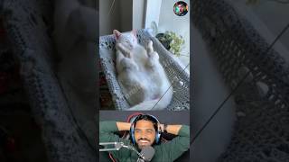 ஏய் டாமி எந்திரி 😹😹😹 #shorts #tamilansreaction #reactionvideo #tamil