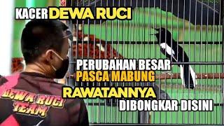 Kacer DEWA RUCI | Rawatan intensif saat mabung ternyata bisa merubah tingkah kacer