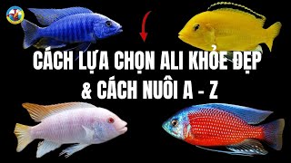 How to Choose Healthy and Beautiful Cichlids and How to Raise Cichlids from A - Z