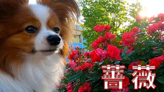 飼い主に薔薇を見に連れて行かれたうちのパピヨン #papillon  #パピヨン