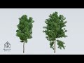 3d model of terminalia mantaly tree madagascar almond 2 trees