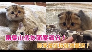 【Cute萌寵】這兩隻小傢伙萌度滿分！不斷向主人撒嬌，原來這是在玩捉迷藏呀！