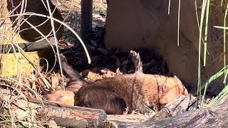 足を投げ出して眠るミコトちゃんに寄り添って眠るフクマルくん☺️ ヤブイヌ　埼玉県こども動物自然公園 にて　2024年12月21日