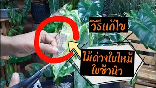 ไม้ด่างใบไหม้ ใบช้ำน้ำ แก้ไขยังไงดี คลิปนี้มีคำตอบ | แสงชวนทำ EP.1