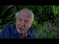 david attenborough s encounter with terrifying aggressive bees micro monsters nature bites