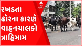 વડોદરાઃ રખડતા ઢોરના કારણે વાહનચાલકો થયા ત્રાહિમામ, એક અઠવાડિયામાં કેટલા થયા અકસ્માત?