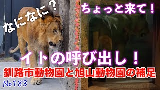 No183　フウの引っ越しについての補足　イト呼び出しにパーチェはどう応える？　　#円山動物園 　イトとパーチェの日常