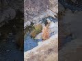 mallard ducks in the riverbed above paradise falls wildwood canyon ca from 1.1.25