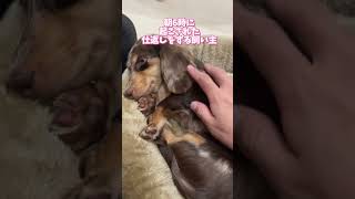 ダックスとの距離感がおかしい飼い主