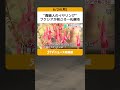 “貴婦人のイヤリング”　フクシアが見ごろ…札幌市　「心まで癒される」　百合が原公園で展示会 shorts