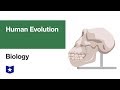 Human Evolution | Biology