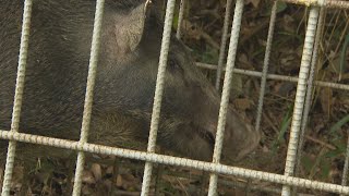 イノシシに遭遇したらどうする？　小学生が対処法を学ぶ出前講座　香川・さぬき市