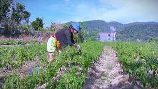 湘西持续高温干旱，洋子父女摘菜，辣椒干巴巴，连蚊子也热死了！